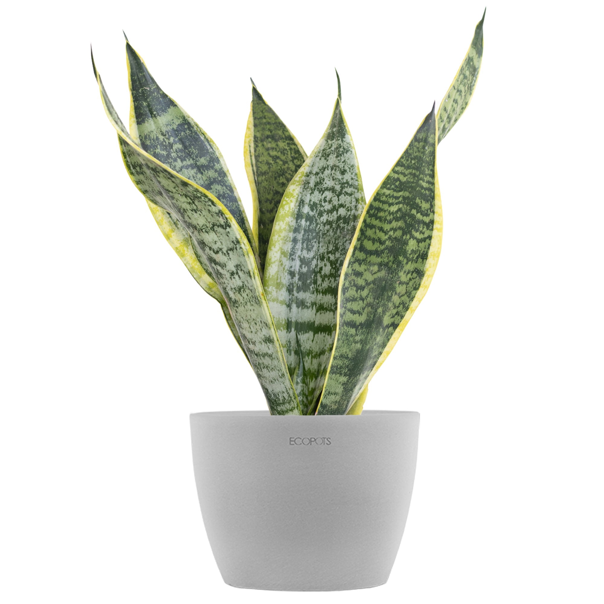 United Nursery Live Sansevieria Laurentii Houseplant 12-14in 6-inch Premium Ecopots White Gray