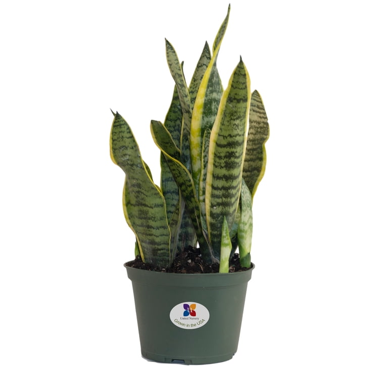 United Nursery Live Sansevieria Laurentii Plant 14-19 inches Tall in 6 inch Grower Pot, Size: 15-20 inches