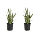 thumbnail image 1 of United Nursery Live Sansevieria Laurentii Plant 2-Pack 24-34 inches Tall in 10in Grower Pot, 1 of 6