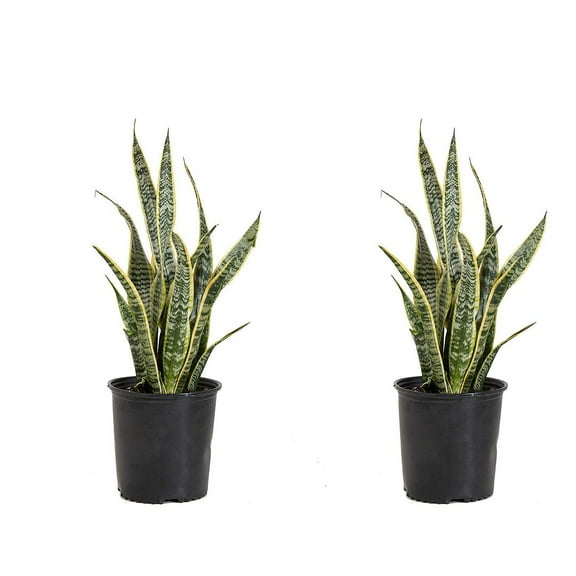 United Nursery Live Sansevieria Laurentii Plant 2-Pack 24-34 inches Tall in 10in Grower Pot