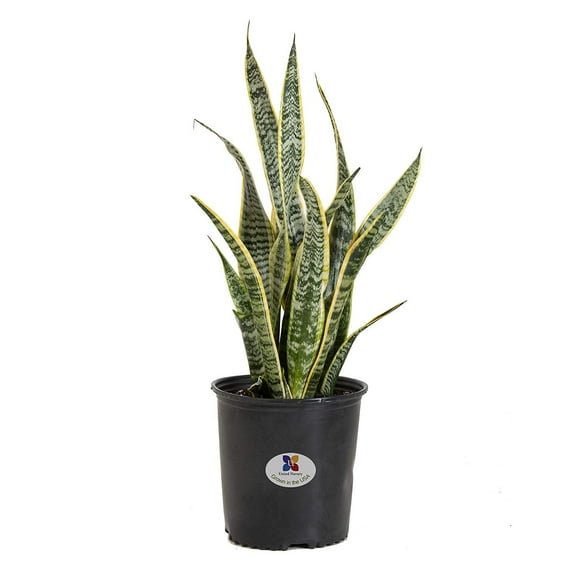 United Nursery Live Sansevieria Laurentii Plant 22-30 inches Tall in 9.25-inch Grower Pot