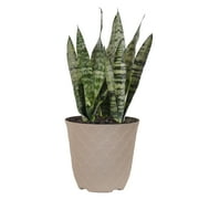 United Nursery Live Sansevieria Zeylanica Houseplant 12-14in Tall in 6-inch Cream Bayside Decor Pot
