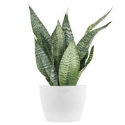 United Nursery Live Sansevieria Zeylanica Houseplant 12-14in Tall in 6 inch Premium Ecopots Pure White