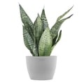 thumbnail image 1 of United Nursery Live Sansevieria Zeylanica Houseplant 12-14in Tall in 6in Premium Ecopots White Gray, 1 of 7