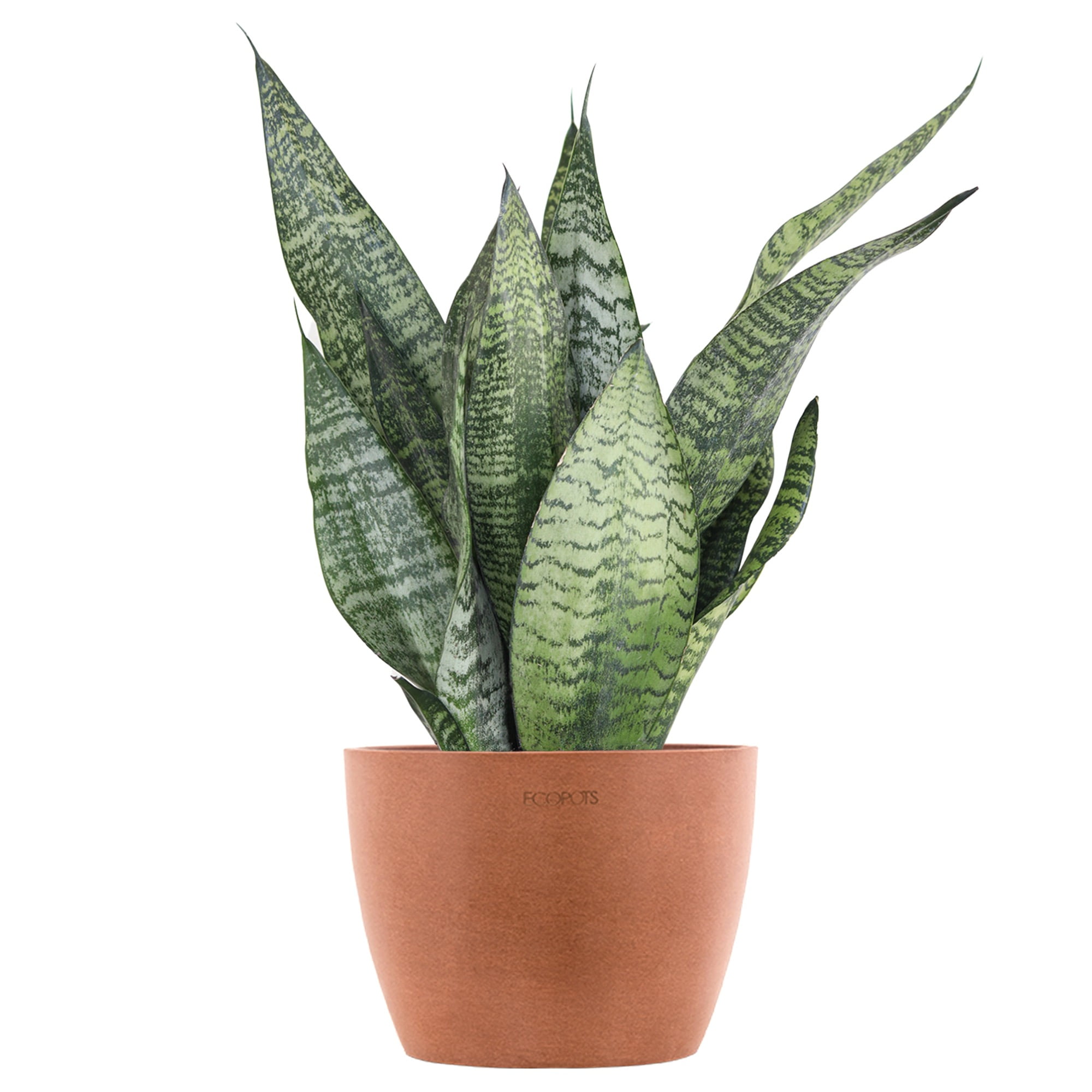 United Nursery Live Sansevieria Zeylanica Houseplant 12-14in Tall in 6in Premium Ecopots Terracotta
