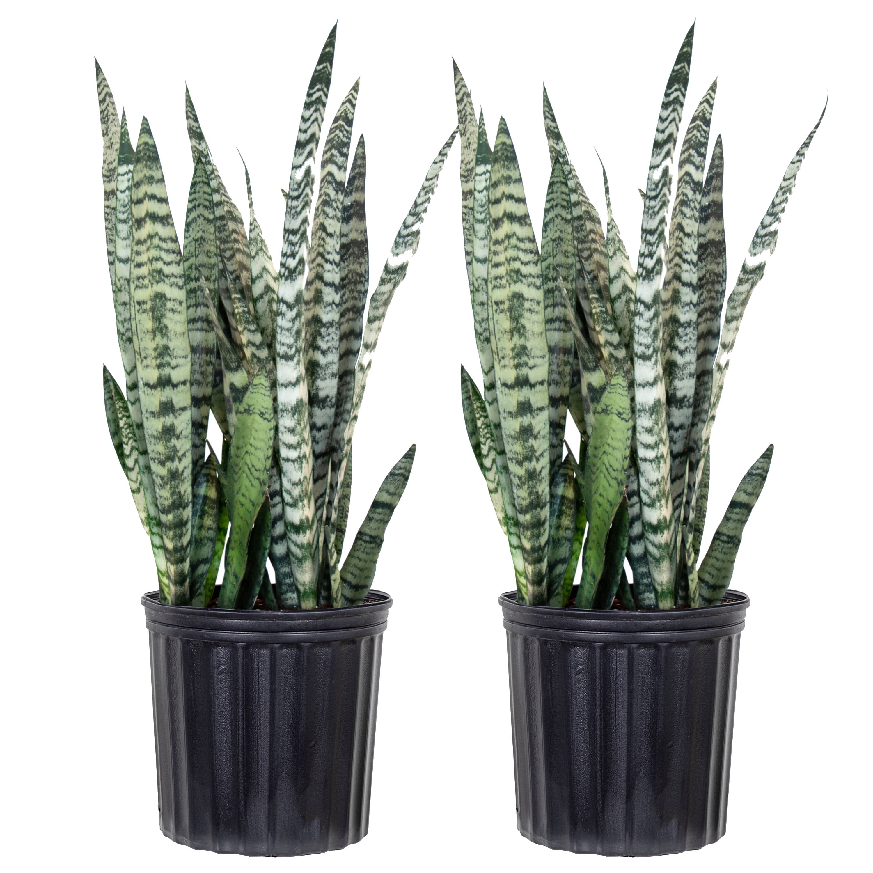 Snake Plants in Indoor Plants - Walmart.com