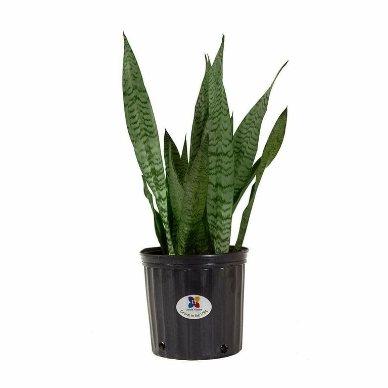 Sansevieria Trifasciata Laurentii Snake Plant Live Indoor Outdoor House Plant Ships in 6 Inch Grower Pot at 14-19 Inches Tall Sansevieria Trifasciata Laurentii Snake Plant Live Indoor Outdoor House Plant Ships in 6 Inch Grower Pot at 14-19 Inches Tall