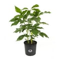 thumbnail image 1 of United Nursery Live Schefflera Amate Plant 24-34 inches Tall in 9.25-inch Grower Pot, 1 of 7