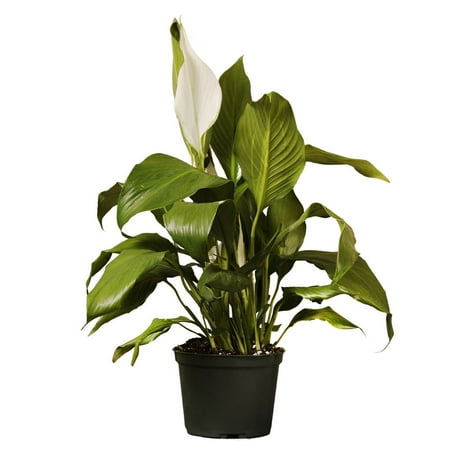 United Nursery Live Spathiphyllum Peace Lily Plant 14-16 inches Tall in 6-inch Grower Pot