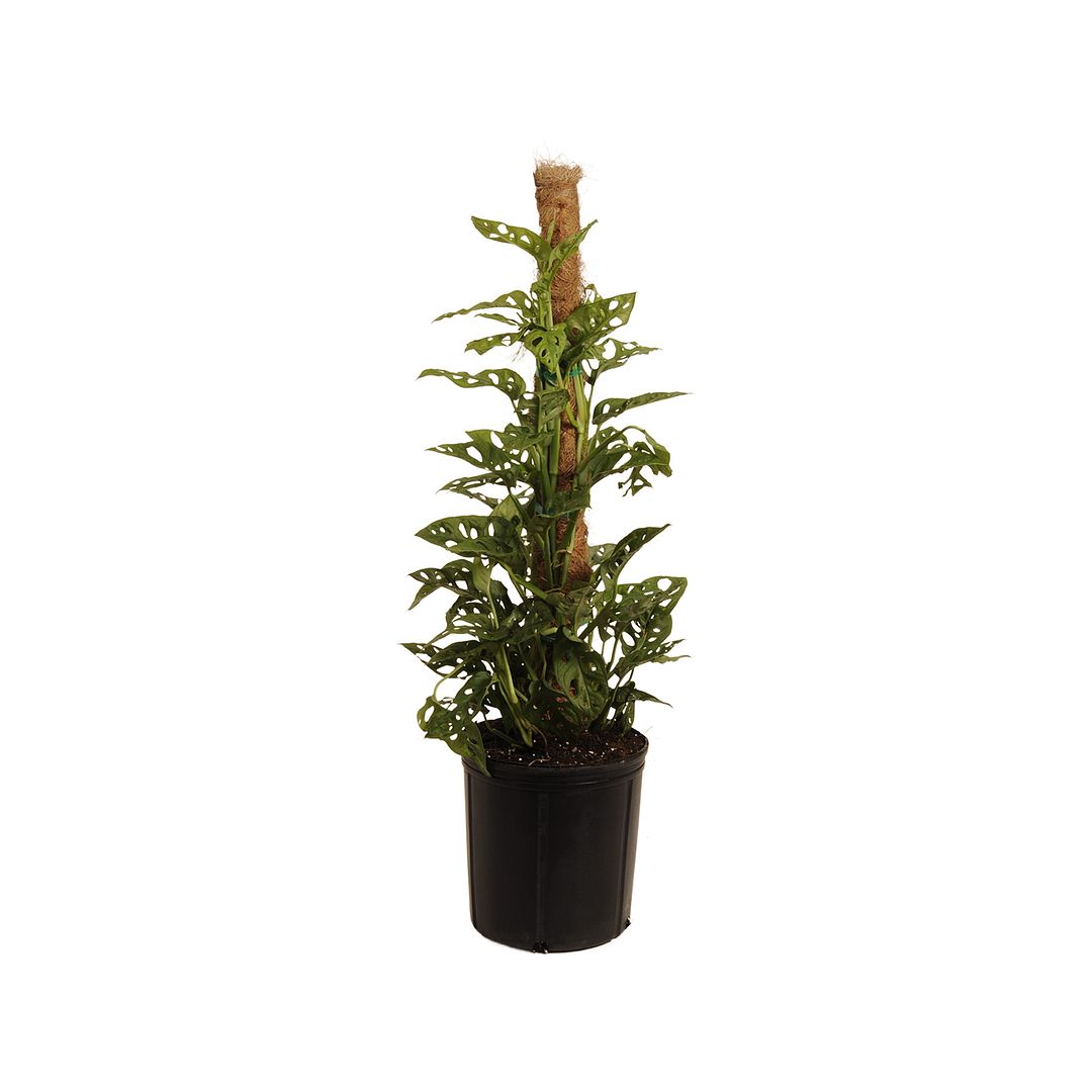 United Nursery Live Swiss Cheese Totem Plant 34 Inches Tall in 9.25