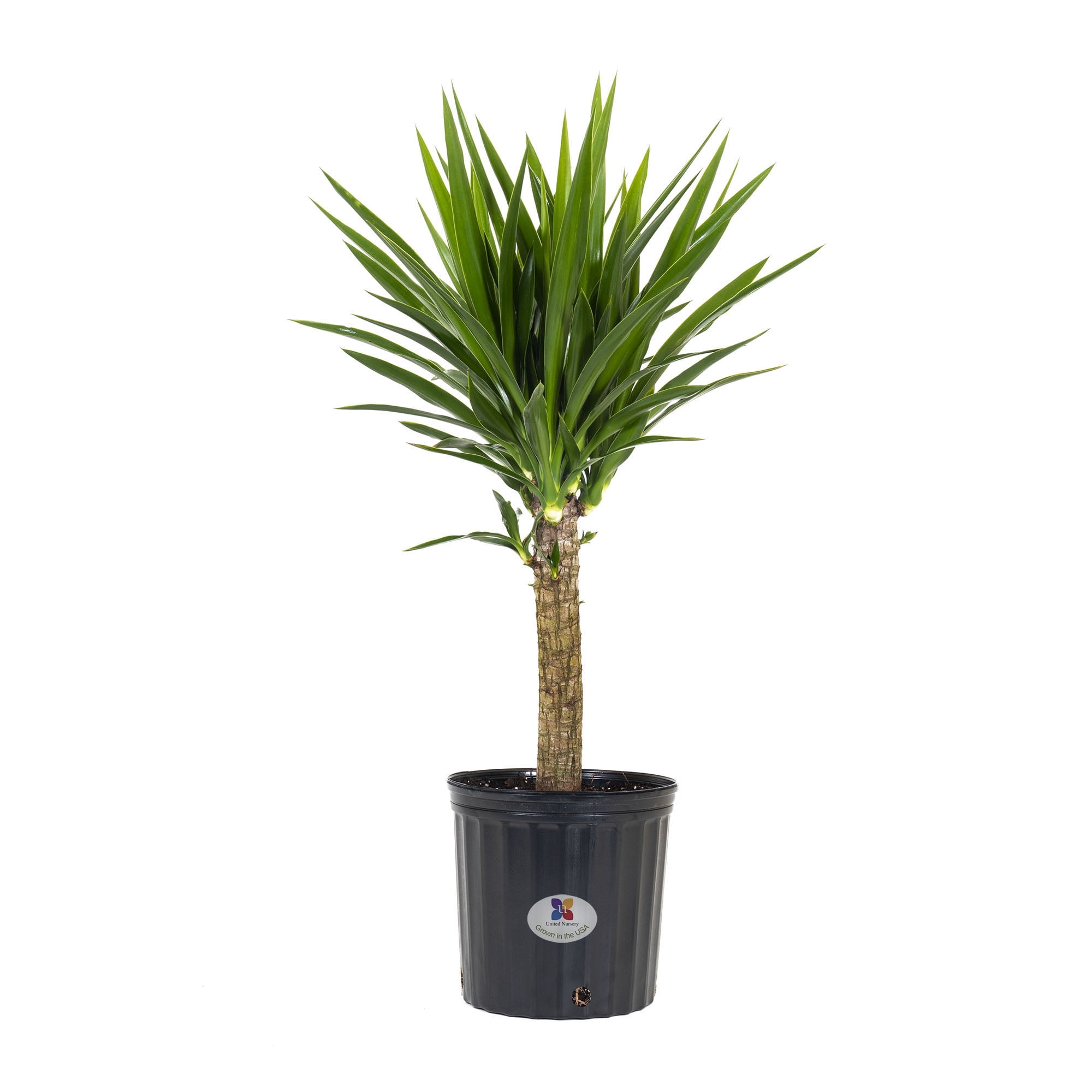 United Nursery Yucca Cane Live Plant, 24-32 In. Tall, Bright Green
