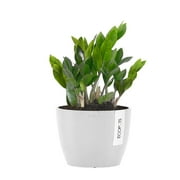 United Nursery Live ZZ Houseplant 12-14in Tall in 6-inch Premium Ecopots Pure White
