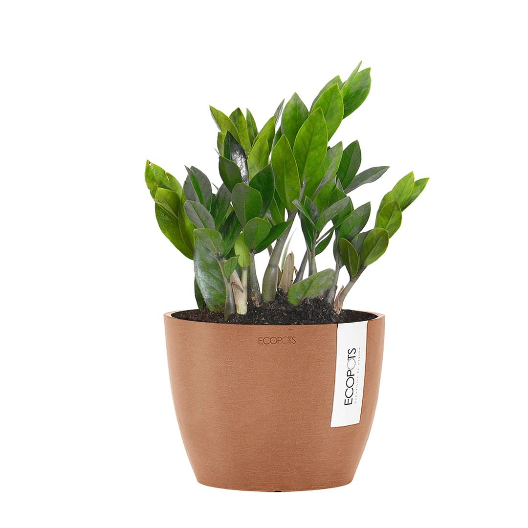 United Nursery Live ZZ Houseplant 12-14in Tall in 6-inch Premium Ecopots Terracotta