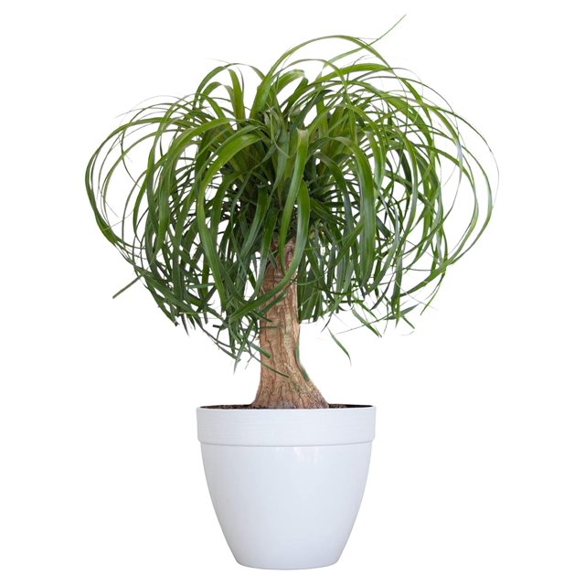 United Nursery Ponytail Palm Live Bonsai Plant, Elephants Foot Indoor