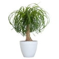 United Nursery Ponytail Palm Live Bonsai Plant, Elephants Foot Indoor