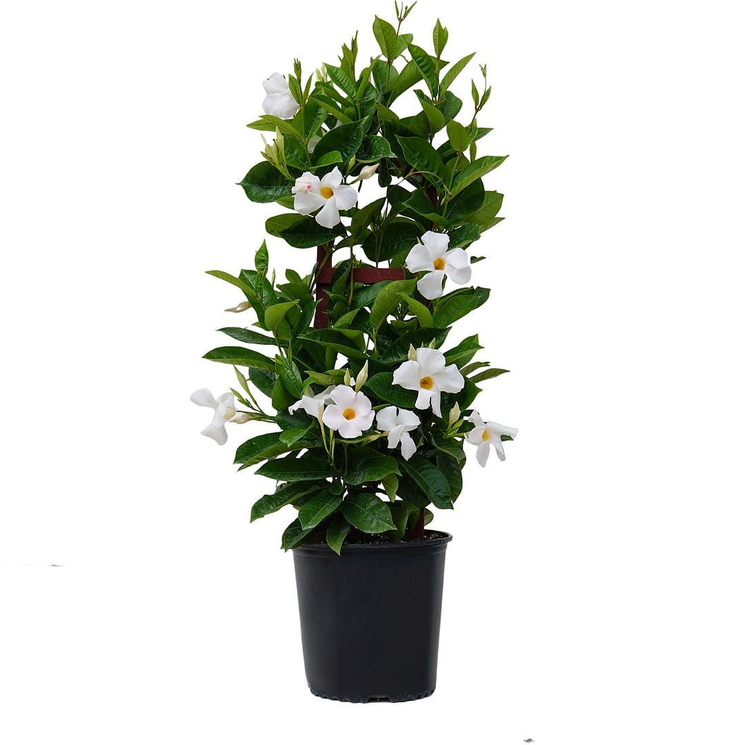 United Nursery Sun Parasol Giant 28-30" White Mandevilla Live Plants in 9.25" Grower Pot