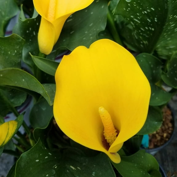 Universe Calla Lily Bulb 14/16cm - Lemon Yellow