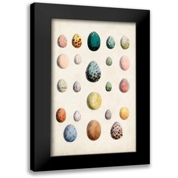 Unknown 10x14 Black Modern Framed Museum Art Print Titled - Antique Bird Eggs II