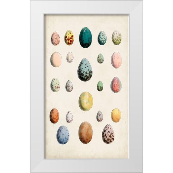 Unknown 10x14 White Modern Wood Framed Museum Art Print Titled - Antique Bird Eggs II
