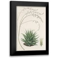 thumbnail image 1 of Unknown 11x14 Black Modern Framed Museum Art Print Titled - Agave Plant II, 1 of 5