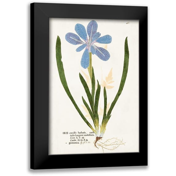Unknown 11x14 Black Modern Framed Museum Art Print Titled - Nature Printed Botanicals XI
