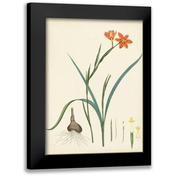 Unknown 11x14 Black Modern Framed Museum Art Print Titled - Splendors of Botany III