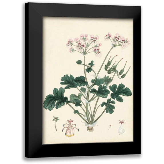 Unknown 11x14 Black Modern Framed Museum Art Print Titled - Splendors of Botany IX