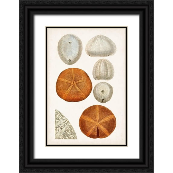 Unknown 11x14 Black Ornate Wood Framed with Double Matting Museum Art Print Titled - Coastal Curiosity II