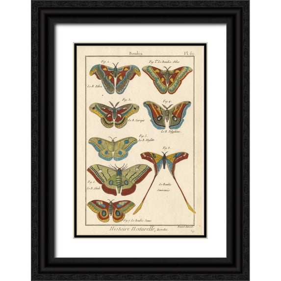 Unknown 11x14 Black Ornate Wood Framed with Double Matting Museum Art Print Titled - Histoire Naturelle Butterflies III