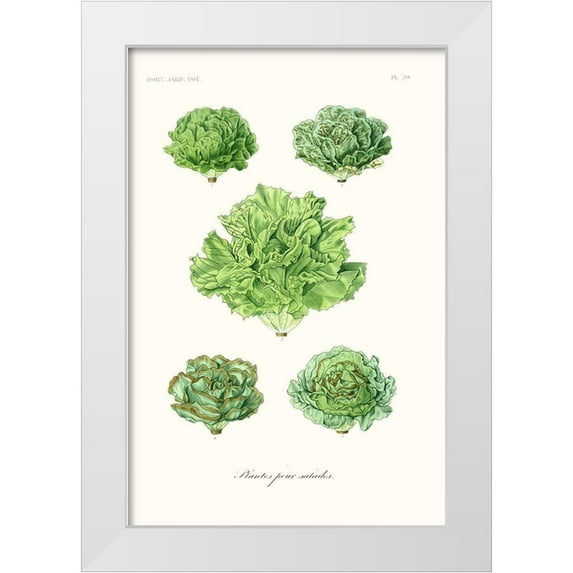 Unknown 11x14 White Modern Wood Framed Museum Art Print Titled - Fruit And Vegetable Varieties VII