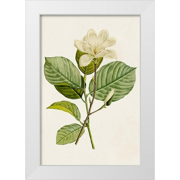 Unknown 11x14 White Modern Wood Framed Museum Art Print Titled - Magnolia Flowers I