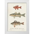 thumbnail image 1 of Unknown 11x14 White Modern Wood Framed Museum Art Print Titled - Species of Antique Fish II, 1 of 4
