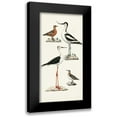 thumbnail image 1 of Unknown 11x18 Black Modern Framed Museum Art Print Titled - Waterbird Varieties III, 1 of 5