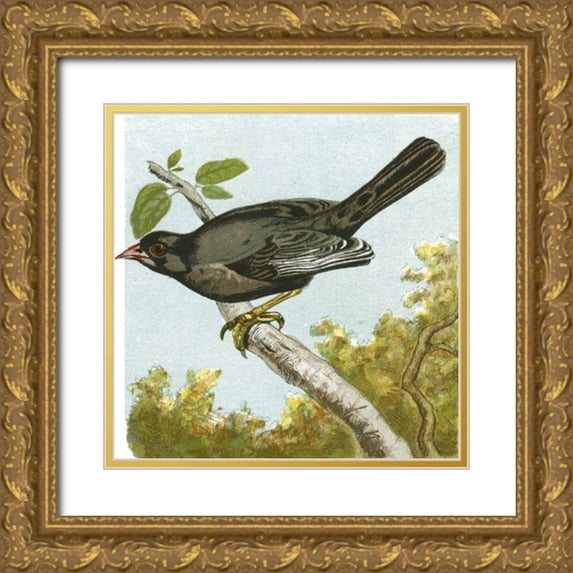 Unknown 12x12 Gold Ornate Wood Framed with Double Matting Museum Art Print Titled - Mini Vintage Birds IV