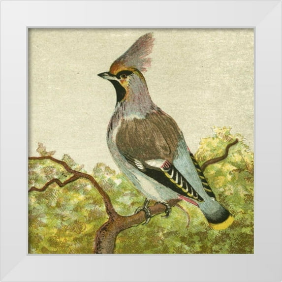 Unknown 12x12 White Modern Wood Framed Museum Art Print Titled - Mini Vintage Birds VIII