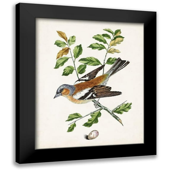 Unknown 12x14 Black Modern Framed Museum Art Print Titled - Antique Bird-Botanical and Egg II