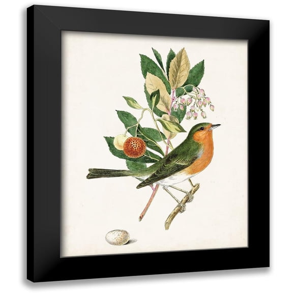 Unknown 12x14 Black Modern Framed Museum Art Print Titled - Antique Bird-Botanical and Egg I