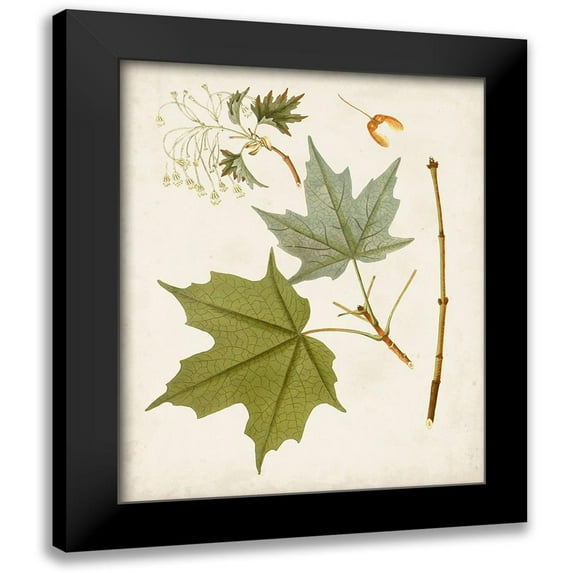 Unknown 12x14 Black Modern Framed Museum Art Print Titled - Antique Leaves VII