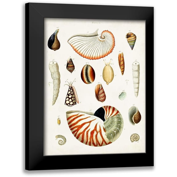 Unknown 12x14 Black Modern Framed Museum Art Print Titled - Antique Shell Collection I