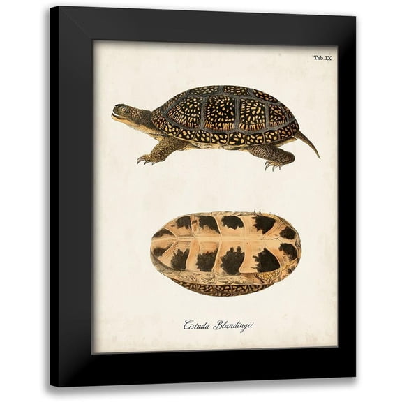 Unknown 12x14 Black Modern Framed Museum Art Print Titled - Antique Turtles And Shells VI