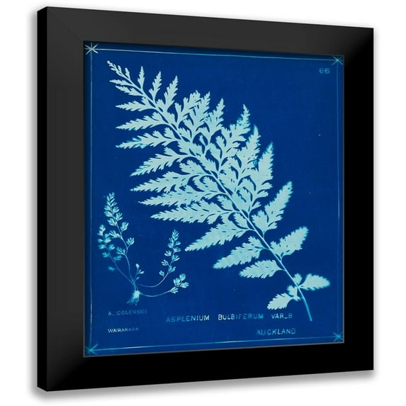 Unknown 12x14 Black Modern Framed Museum Art Print Titled - Cyanotype Ferns IV