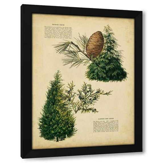 Unknown 12x14 Black Modern Wood Framed Wall Art Titled - Deodar Cedar and Eastern Red Cedar