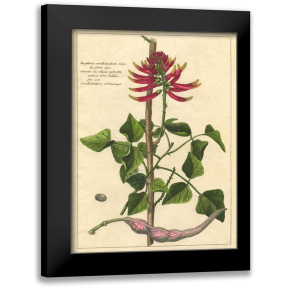 Unknown 12x14 Black Modern Framed Museum Art Print Titled - Fleur De Rouge IV