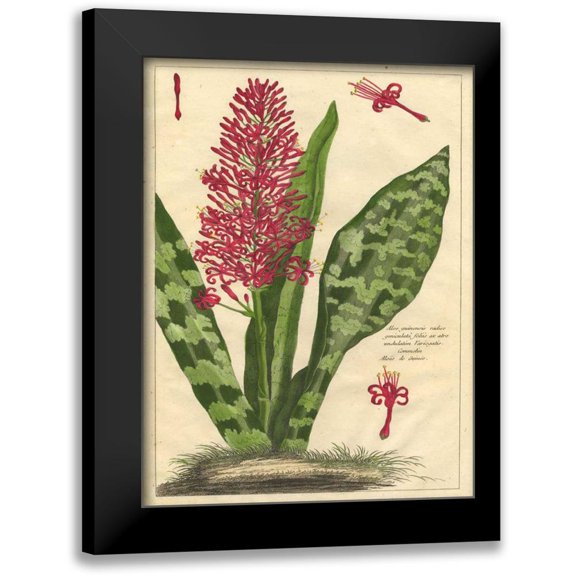 Unknown 12x14 Black Modern Framed Museum Art Print Titled - Fleur De Rouge I