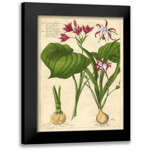 Unknown 12x14 Black Modern Framed Museum Art Print Titled - Fleur De Rouge V