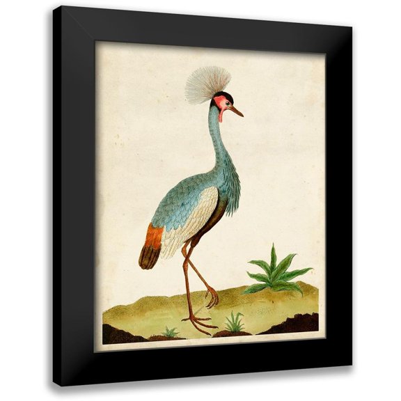 Unknown 12x14 Black Modern Framed Museum Art Print Titled - Heron Portrait I