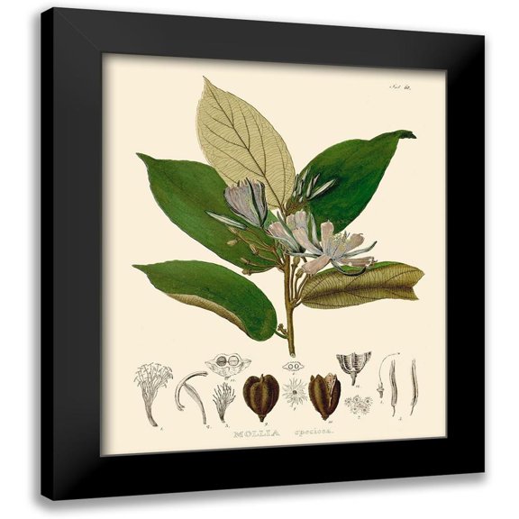 Unknown 12x14 Black Modern Framed Museum Art Print Titled - Luscious Leaves II