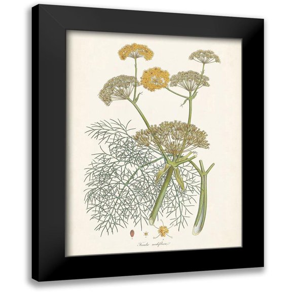Unknown 12x14 Black Modern Framed Museum Art Print Titled - Saffron Botanicals II