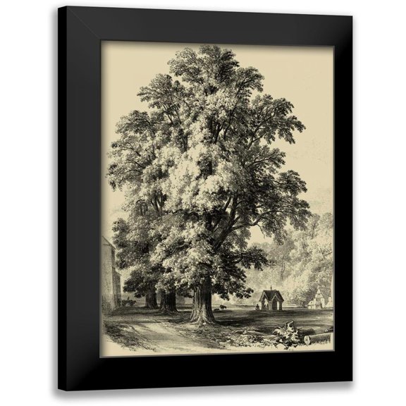 Unknown 12x14 Black Modern Framed Museum Art Print Titled - The Elm Tree