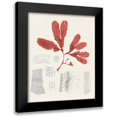 thumbnail image 1 of Unknown 12x14 Black Modern Framed Museum Art Print Titled - Vintage Coral Study II, 1 of 5